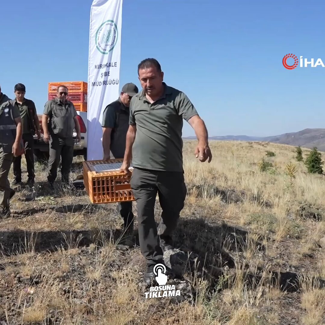 Kırıkkale'de Yüzlerce Kınalı Keklik Doğa ile Buluştu