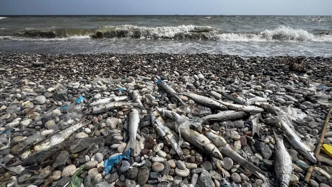 Mersin Sahilinde Kitlesel Balık Ölümü: Denizdeki Renk Değişikliği Endişe Yarattı