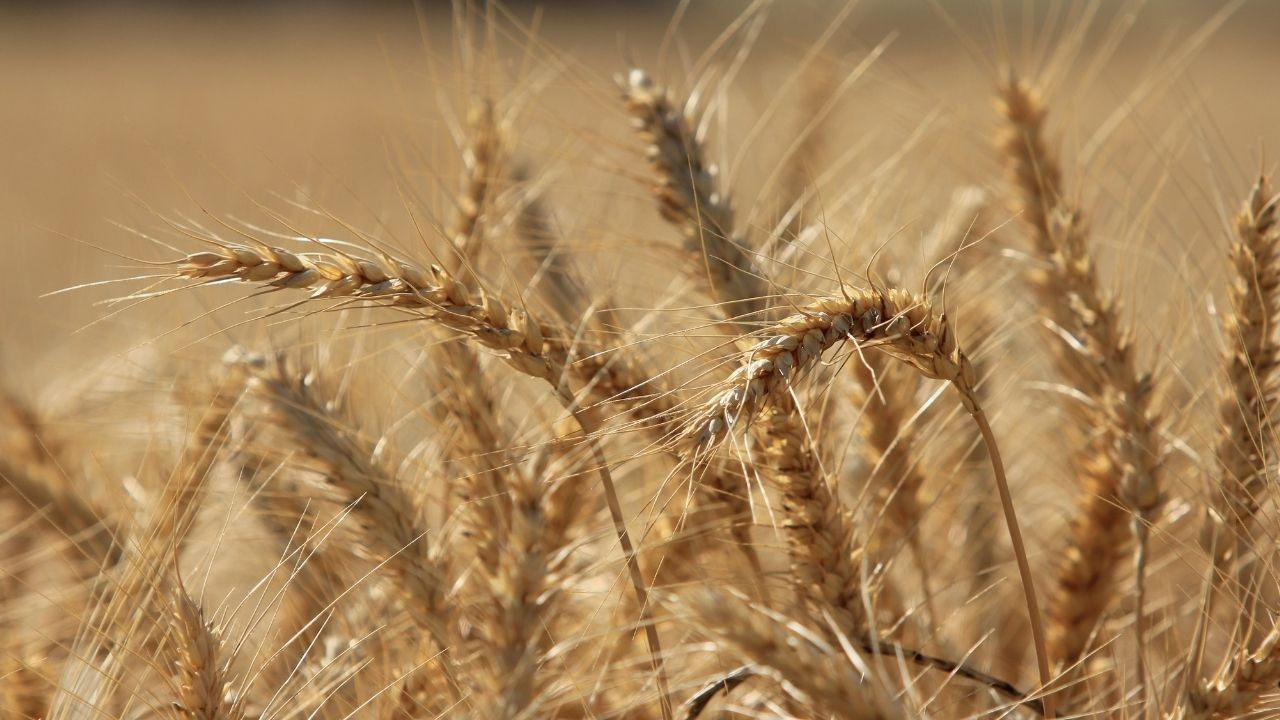 Tarımsal Girdi Fiyatları Yıllık %32 Artışla Rekor Kırdı