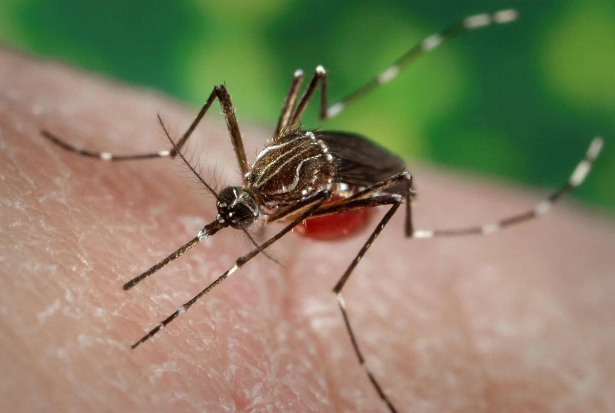 Chikungunya Virüsü Salgını Riskine Karşı Dünya Sağlık Örgütü Uyardı