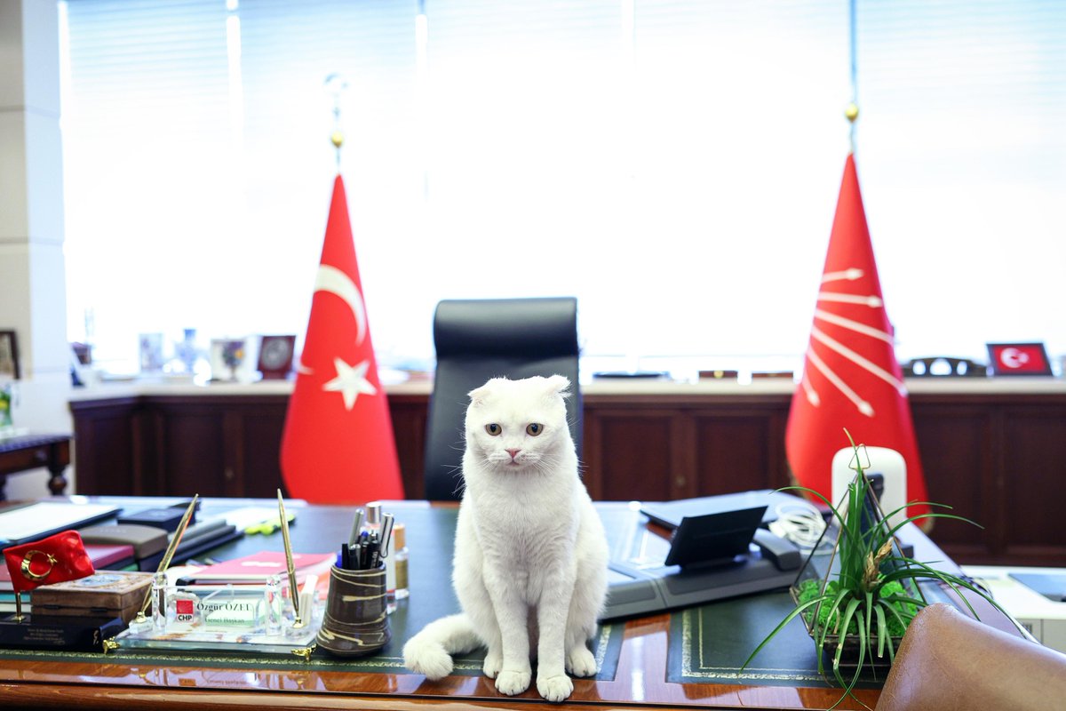 Özgür Özel'den 4 Ekim Dünya Hayvanları Koruma Günü Mesajı: 'Daha Adil ve Merhametli Bir Dünya Mümkün!'